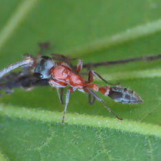 Graceful Twig Ant (Pseudomyrmex gracilis)