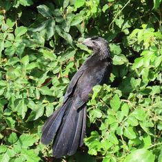 Groove-billed Ani (Crotophaga sulcirostris)