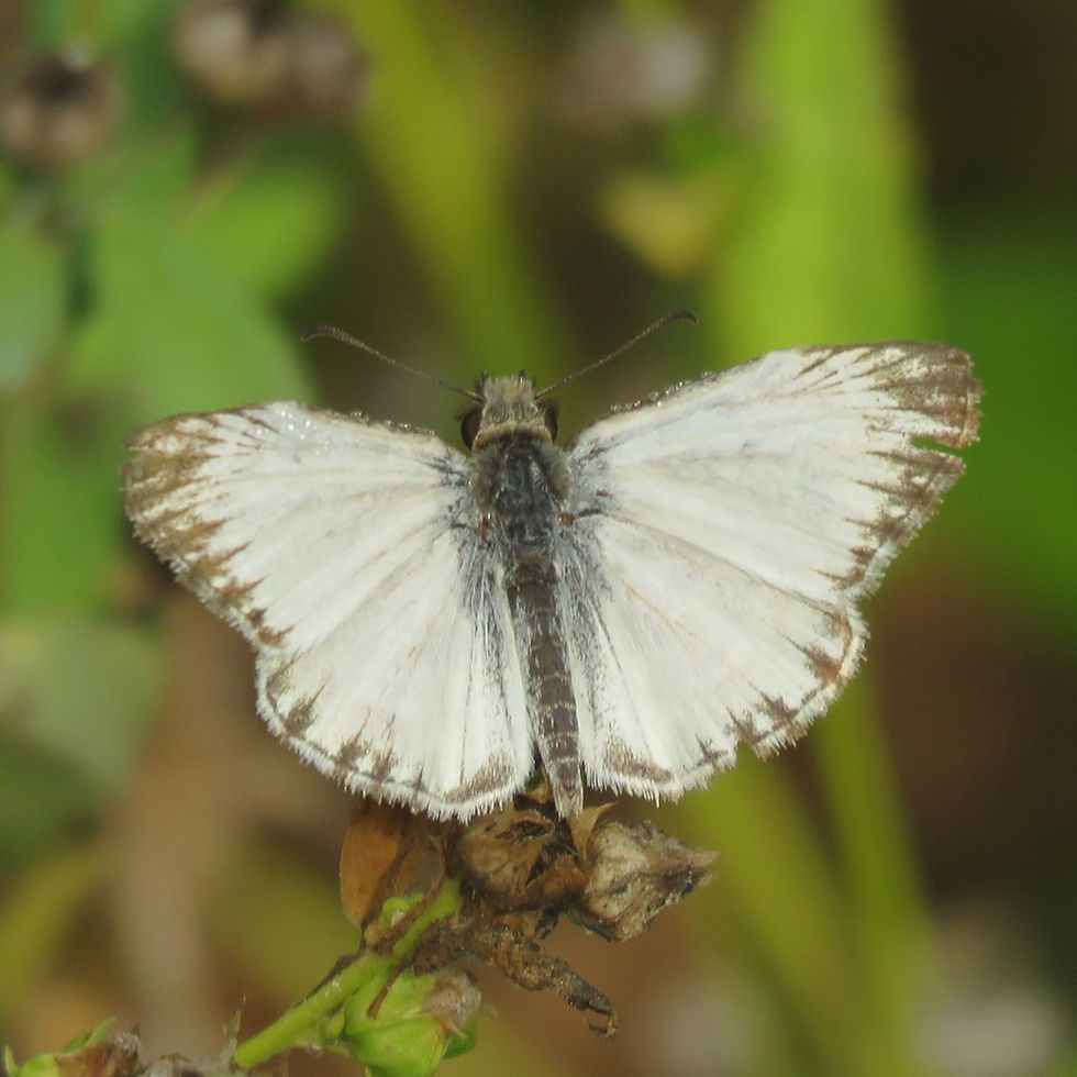 Turk's-cap White-Skipper