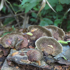 Hairy Hexagonia (Hexagonia hydnoides)