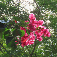 Genus Bougainvillea
