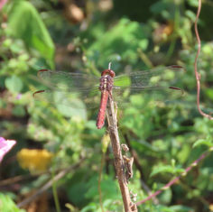 Carmine Skimmer (Orthemis discolor)
