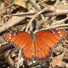 Soldier Butterfly (Danaus eresimus)