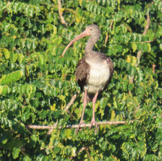 Limpkin (Aramus guarauna)