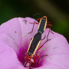 Dysdercus obscuratus