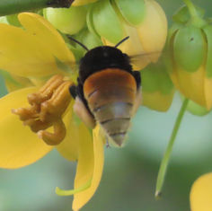 Eulaema polychroma (Orchid Bee)