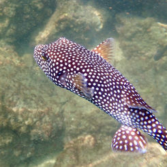 Guineafowl Puffer (Arothron meleagris) - Black/spotted 