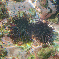 Central American Rock-boring Urchin (Echinometra vanbrunti)