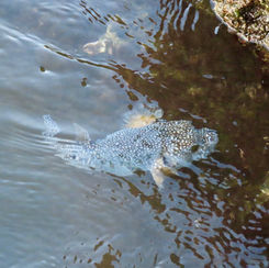 Guineafowl Puffer (Arothron meleagris) - Black/spotted Form