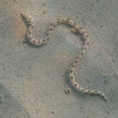 Tiger Snake Eel (Myrichthys xysturus)