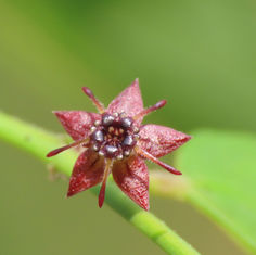 Byttneria aculeata