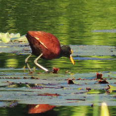 Northern Jacana (Jacana spinosa)
