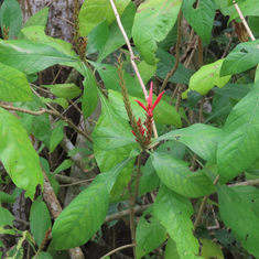 Red Aphelandra (Aphelandra scabra)