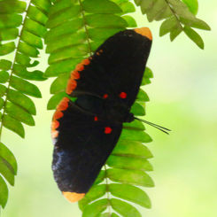 Red-bordered Pixie (Melanis pixe)