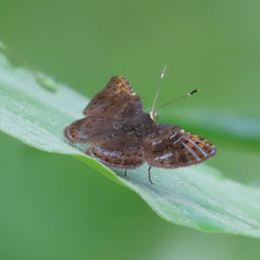 Gold-headed Metalmark (Caria stillaticia)
