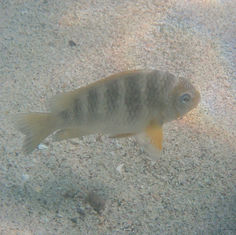Mexican Nightsergeant (Abudefduf declivifrons)
