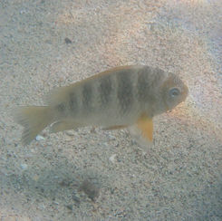 Mexican Nightsergeant (Abudefduf declivifrons)