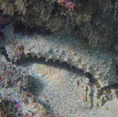 Sandy Sea Cucumber (Holothuria inornata)