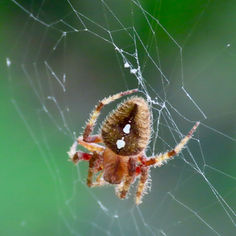 Eriophora Orbweaver