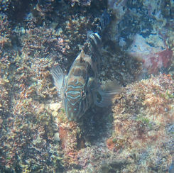 Giant Hawkfish (Cirrhitus rivulatus)