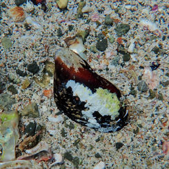 Fat Horsemussel (Modiolus capax)
