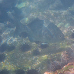 Cortez Sea Chub (Kyphosus elegans)