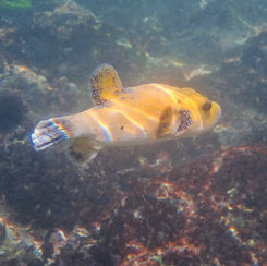 Guineafowl Puffer (Arothron meleagris) - Golden Form