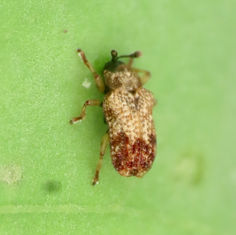Brachycoryna pumila