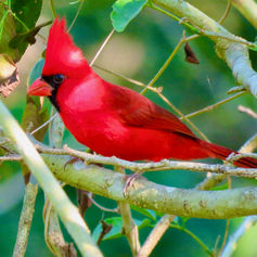 Northern Cardinal (Cardinalis cardinalis) - Male
