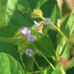 Calopo (Calopogonium mucunoides)