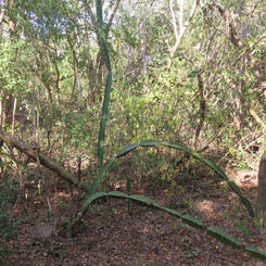 Triangle Cactus (Acanthocereus tetragonus)