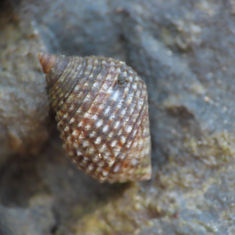 Maurea Snail