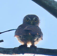Ferruginous Pygmy-Owl (Glaucidium brasilianum)