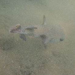Spotted Porcupinefish (Diodon hystrix)