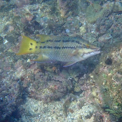 Mexican Hogfish (Bodianus diplotaenia)