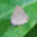 Butterflies of Zijuatanejo, Mexico