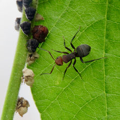 Carpenter Ant (Camponotus rectangularis)