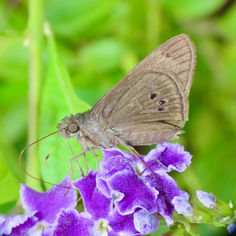 Lota Skipper (Carystus lota)
