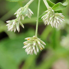 Gomphrena Weed (Gomphrena serrata)