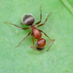 Compact Carpenter Ant (Camponotus planatus)