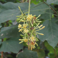 Papaya (Carica papaya)