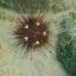 Pin Cushion Sea Urchin (Astropyga pulvinata)