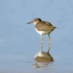 Spotted Sandpiper (Actitis macularius)