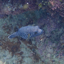 Guineafowl Puffer (Arothron meleagris) - Black/spotted Form