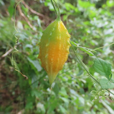 Bitter Melon (Momordica charantia) - Fruit