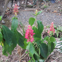 Brazilian Red-Cloak (Megaskepasma erythrochlamys)