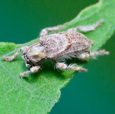 Flat-faced Longhorn Beetle (Genus Callipogonius)
