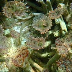 Feather Duster Worm (Bispira monroi)