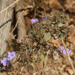 Genus Ruellia