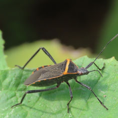 Phthiacnemia picta - Leaf-footed Bug